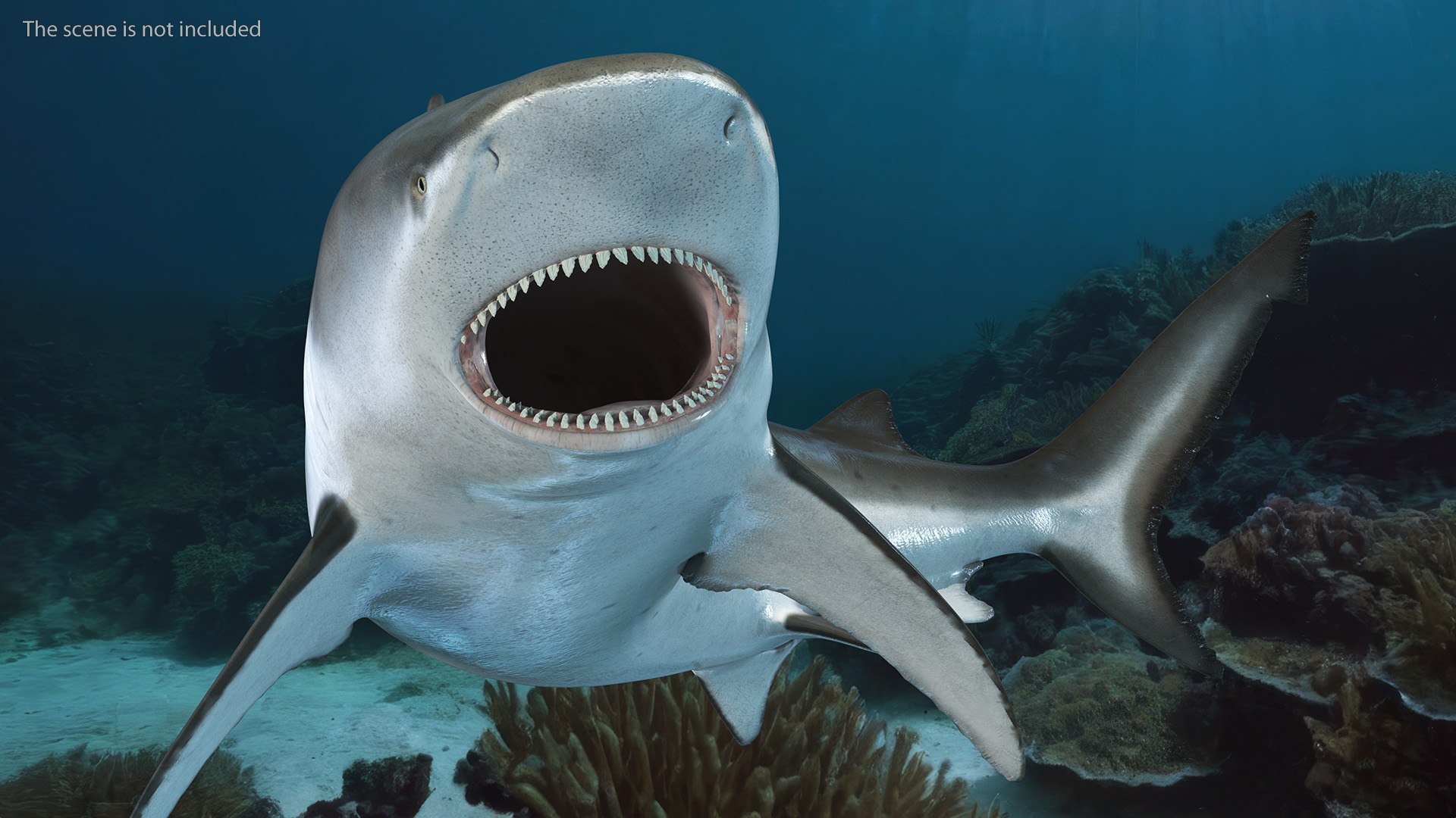 Carcharhinus Leucas Shark 3D https://p.turbosquid.com/ts-thumb/AK/MDjh5w/PW/carcharhinusleucassharkvray3dmodel005/jpg/1723080680/1920x1080/fit_q87/fcadac7459ed69f8cb85f620c1f2dee002f0a20f/carcharhinusleucassharkvray3dmodel005.jpg