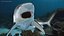 Carcharhinus Leucas Shark