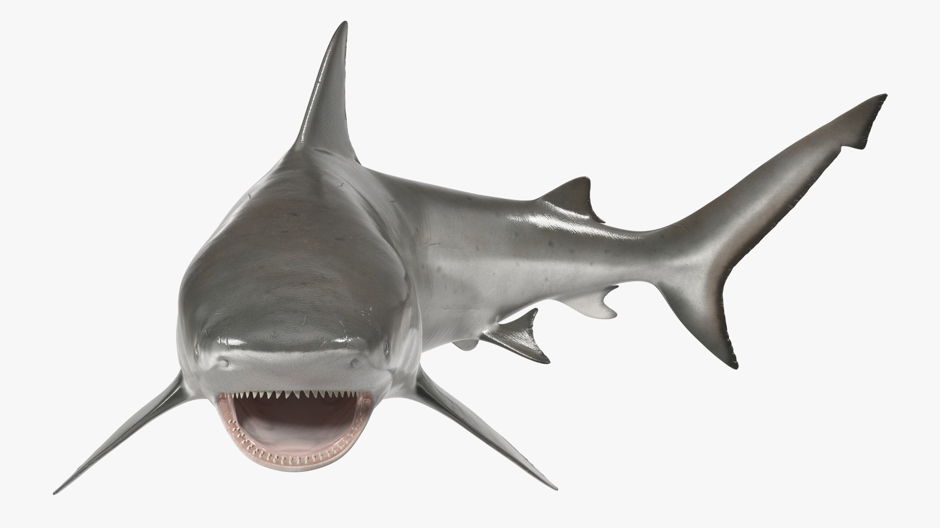 Carcharhinus Leucas Shark 3D https://p.turbosquid.com/ts-thumb/AK/MDjh5w/Qt/carcharhinusleucassharkvray3dmodel011/jpg/1723080715/1920x1080/fit_q87/d81a87b838a73c03ea4b236d453f2aa6866052fc/carcharhinusleucassharkvray3dmodel011.jpg