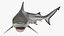 Carcharhinus Leucas Shark