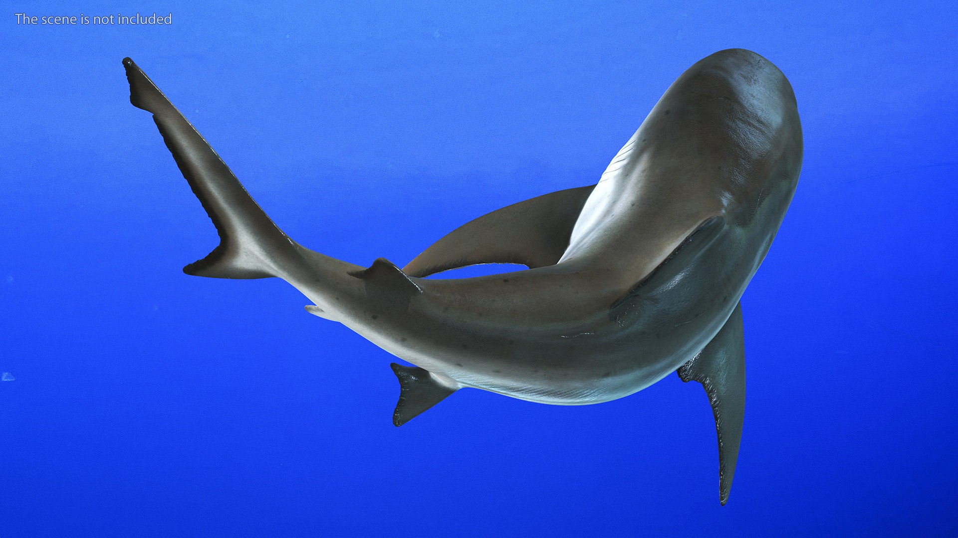 Carcharhinus Leucas Shark 3D https://p.turbosquid.com/ts-thumb/AK/MDjh5w/SU/carcharhinusleucassharkvray3dmodel006/jpg/1723080685/1920x1080/fit_q87/361f29fdd799edbe6bd3a6c46edeae154dfb5a34/carcharhinusleucassharkvray3dmodel006.jpg