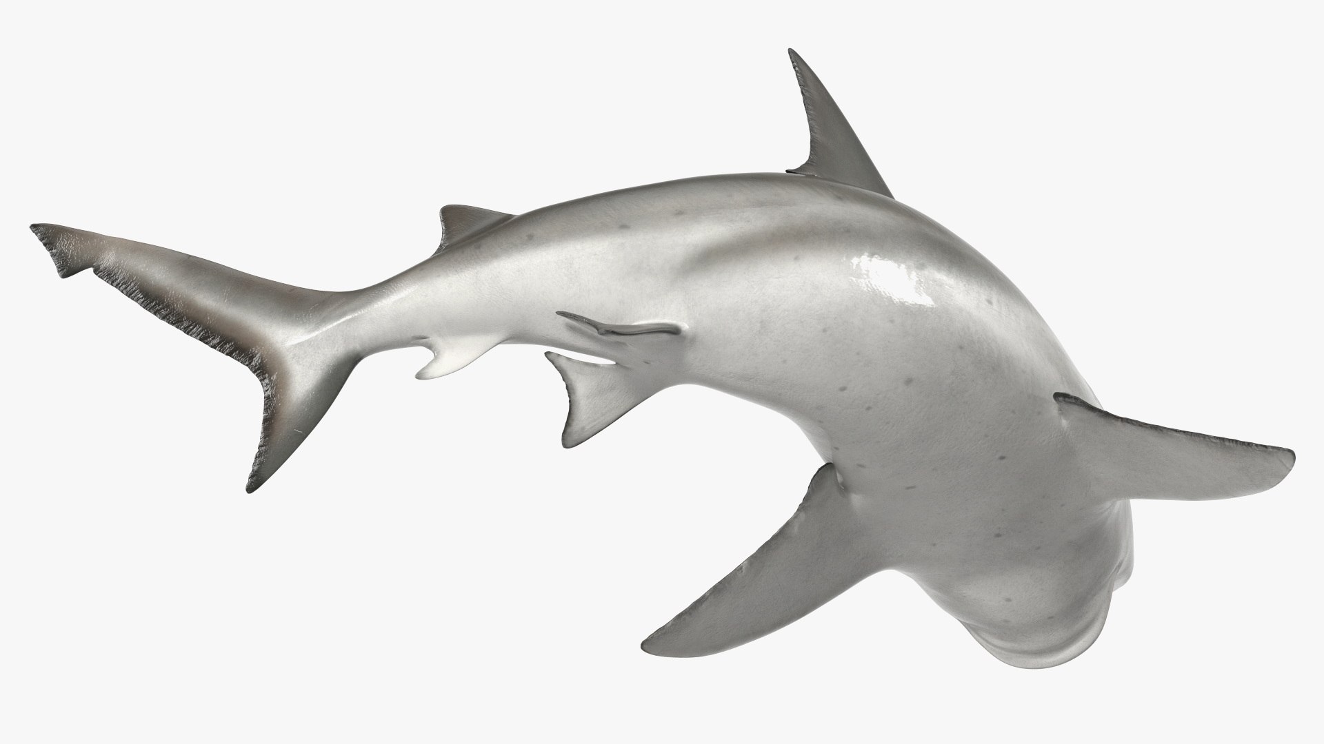Carcharhinus Leucas Shark 3D https://p.turbosquid.com/ts-thumb/AK/MDjh5w/Wd/carcharhinusleucassharkvray3dmodel012/jpg/1723080720/1920x1080/fit_q87/95fea40479d50a981477b3d190513fc60aeda027/carcharhinusleucassharkvray3dmodel012.jpg