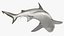 Carcharhinus Leucas Shark