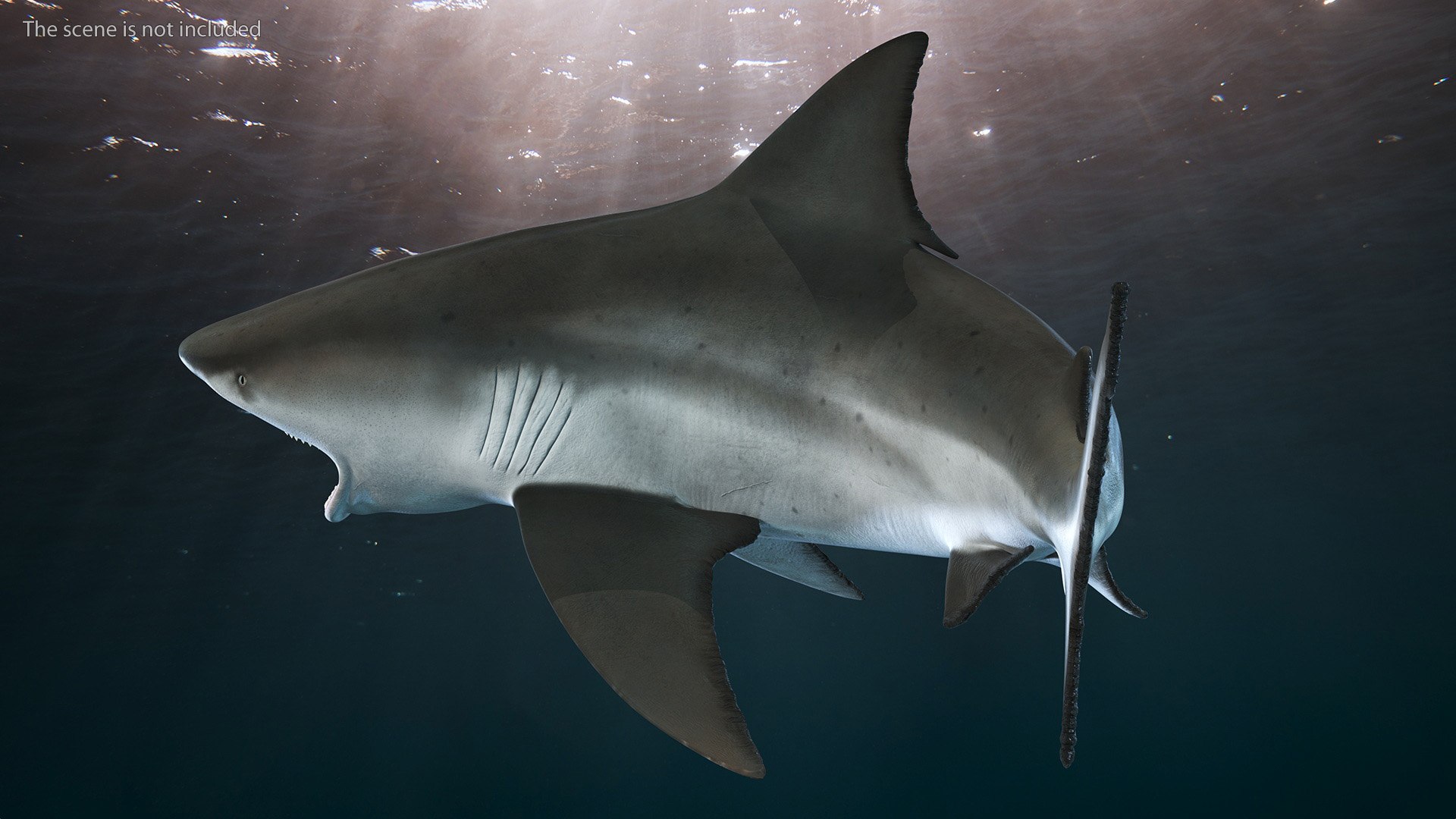 Carcharhinus Leucas Shark 3D https://p.turbosquid.com/ts-thumb/AK/MDjh5w/Xj/carcharhinusleucassharkvray3dmodel004/jpg/1723080675/1920x1080/fit_q87/da0d053045f3273d0656cc6d31bdc5db8faa63bb/carcharhinusleucassharkvray3dmodel004.jpg