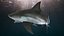 Carcharhinus Leucas Shark