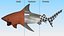Carcharhinus Leucas Shark