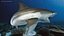 Carcharhinus Leucas Shark