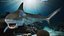 Carcharhinus Leucas Shark
