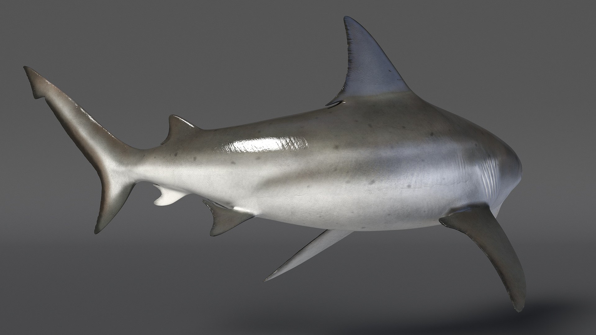 Carcharhinus Leucas Shark 3D https://p.turbosquid.com/ts-thumb/AK/MDjh5w/kF/carcharhinusleucassharkvray3dmodel010/jpg/1723080709/1920x1080/fit_q87/351225a271755e1d0cd442f17ff994b96798e9b3/carcharhinusleucassharkvray3dmodel010.jpg