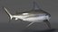 Carcharhinus Leucas Shark