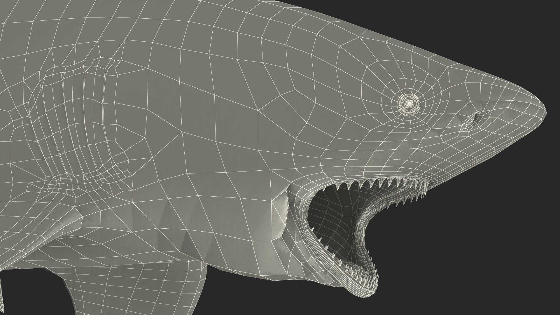 Carcharhinus Leucas Shark 3D https://p.turbosquid.com/ts-thumb/AK/MDjh5w/ki/carcharhinusleucassharkvray3dmodel025/jpg/1723080797/1920x1080/fit_q87/51ac7df0fec56631d28308654d7547bb385ffdd3/carcharhinusleucassharkvray3dmodel025.jpg