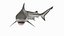 Carcharhinus Leucas Shark