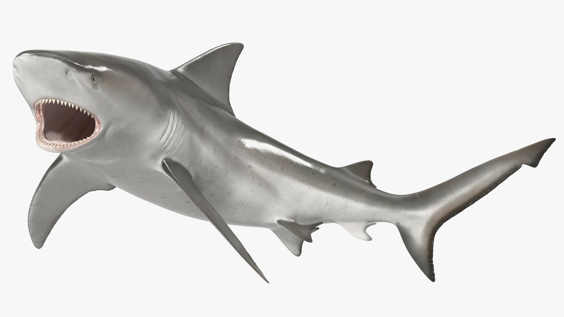 Carcharhinus Leucas Shark 3D model preview