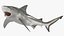 Carcharhinus Leucas Shark