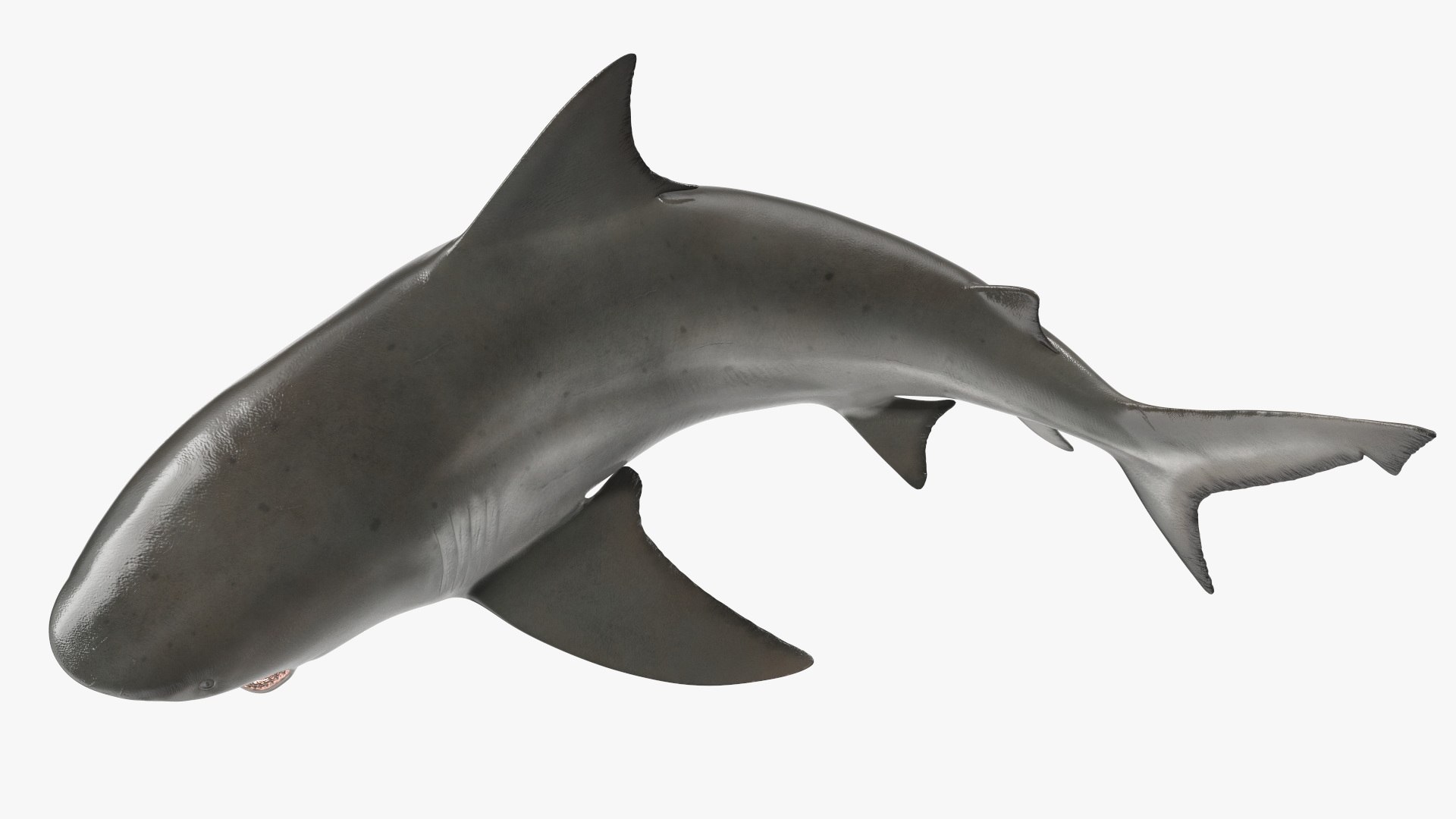Carcharhinus Leucas Shark 3D https://p.turbosquid.com/ts-thumb/AK/MDjh5w/uF/carcharhinusleucassharkvray3dmodel014/jpg/1723080731/1920x1080/fit_q87/4657a509b70a9b2f40e305cc87efa56441058c0f/carcharhinusleucassharkvray3dmodel014.jpg