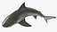 Carcharhinus Leucas Shark