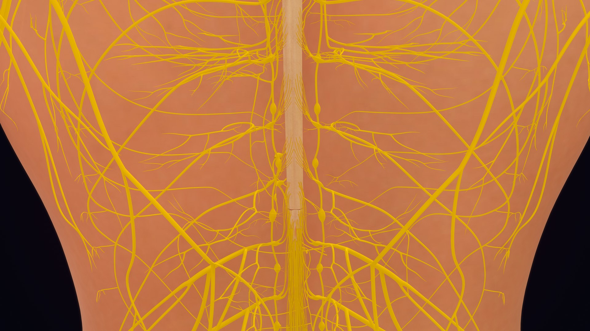 Human Natural Body With Nervous System With Brain 3D model https://p.turbosquid.com/ts-thumb/AK/OoYXtG/2B/nervoussystemwithbrain_0019/jpg/1660717086/1920x1080/fit_q87/f3c67b9f028855f4512d47e90cc948cb49b62011/nervoussystemwithbrain_0019.jpg