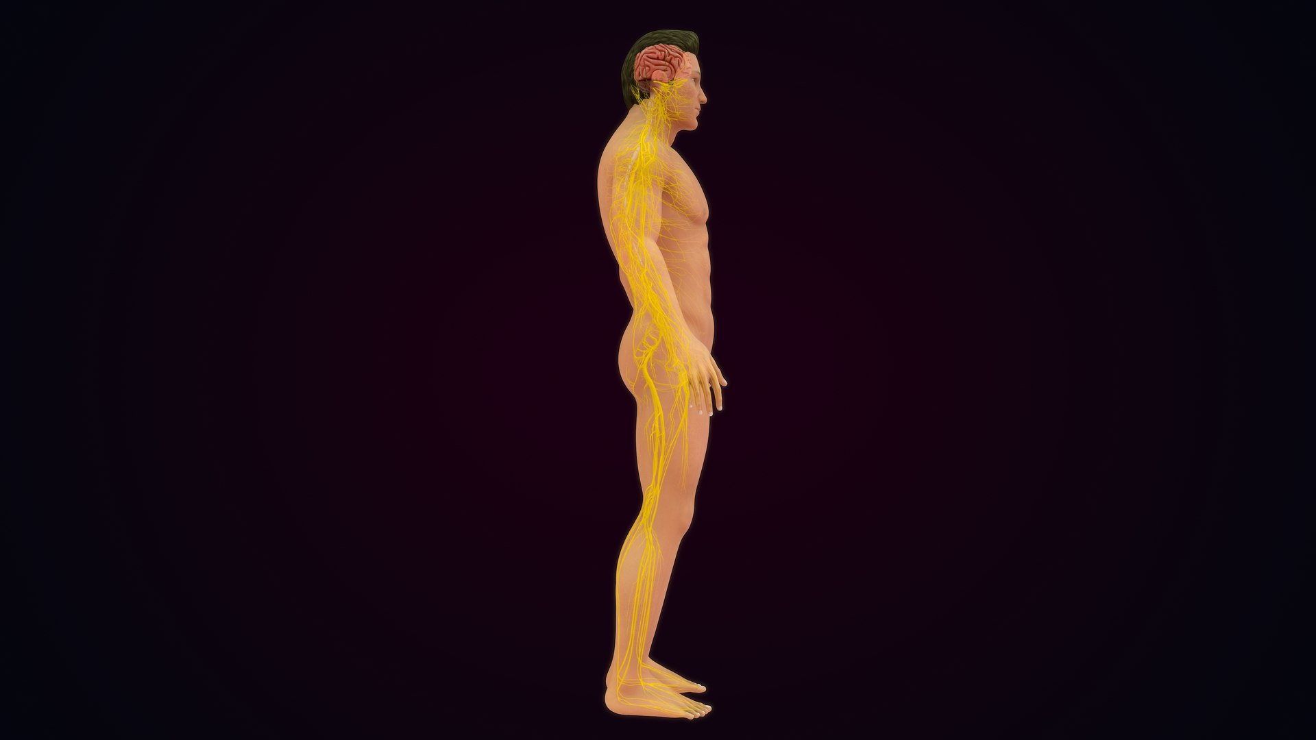Human Natural Body With Nervous System With Brain 3D model https://p.turbosquid.com/ts-thumb/AK/OoYXtG/2H/nervoussystemwithbrain_0002/jpg/1660717061/1920x1080/fit_q87/b967ae6d52964fdd661be40e562850963bddc789/nervoussystemwithbrain_0002.jpg