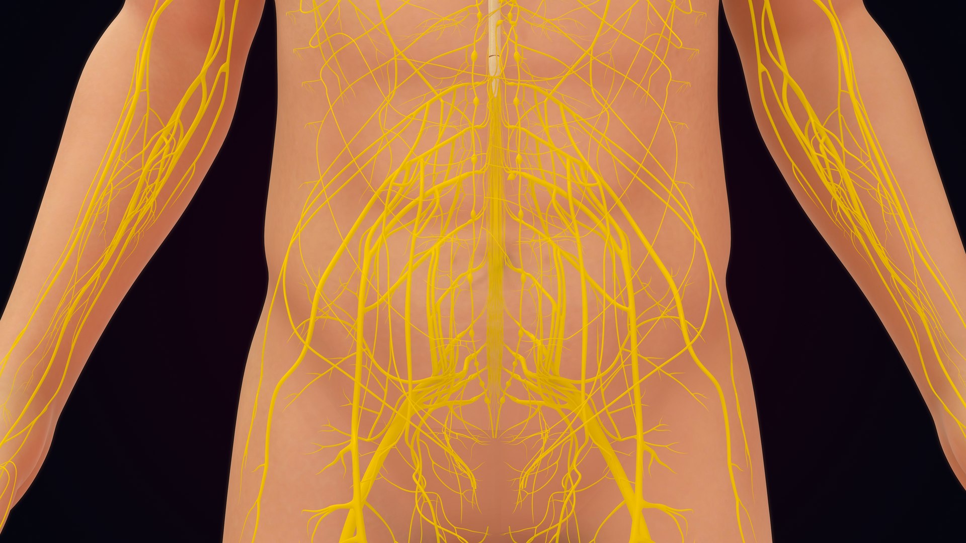 Human Natural Body With Nervous System With Brain 3D model https://p.turbosquid.com/ts-thumb/AK/OoYXtG/Ce/nervoussystemwithbrain_0007/jpg/1660717071/1920x1080/fit_q87/124d9e66dc2e59f8bf953c3ad633ad8bf8d7e8cd/nervoussystemwithbrain_0007.jpg
