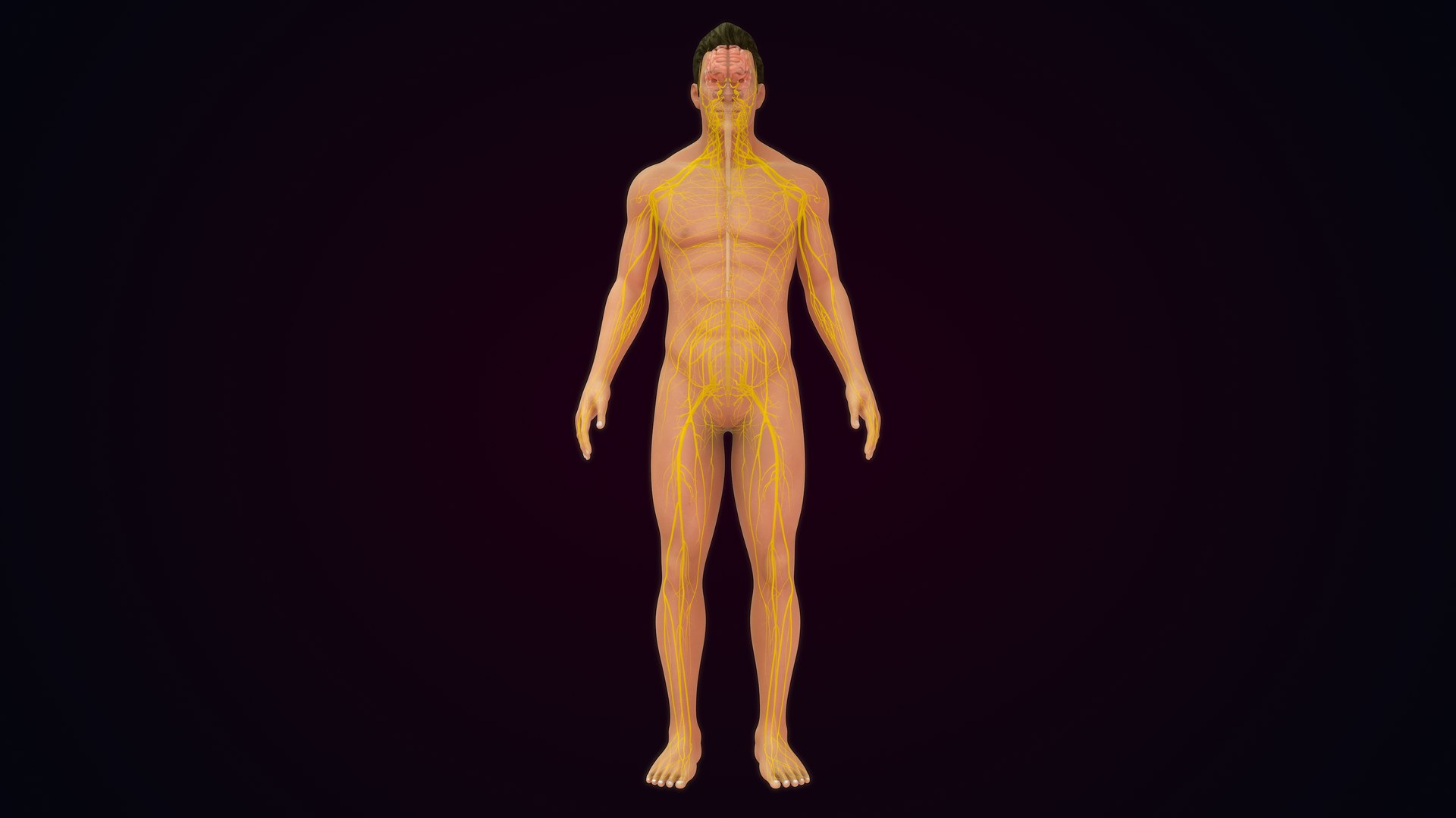 Human Natural Body With Nervous System With Brain 3D model https://p.turbosquid.com/ts-thumb/AK/OoYXtG/D3/nervoussystemwithbrain_0001/jpg/1660717067/1920x1080/fit_q87/60cfa551346836a72e13b155cc0449e9f2e10853/nervoussystemwithbrain_0001.jpg