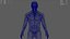 Corpo Naturale Umano Con Sistema Nervoso Con Cervello