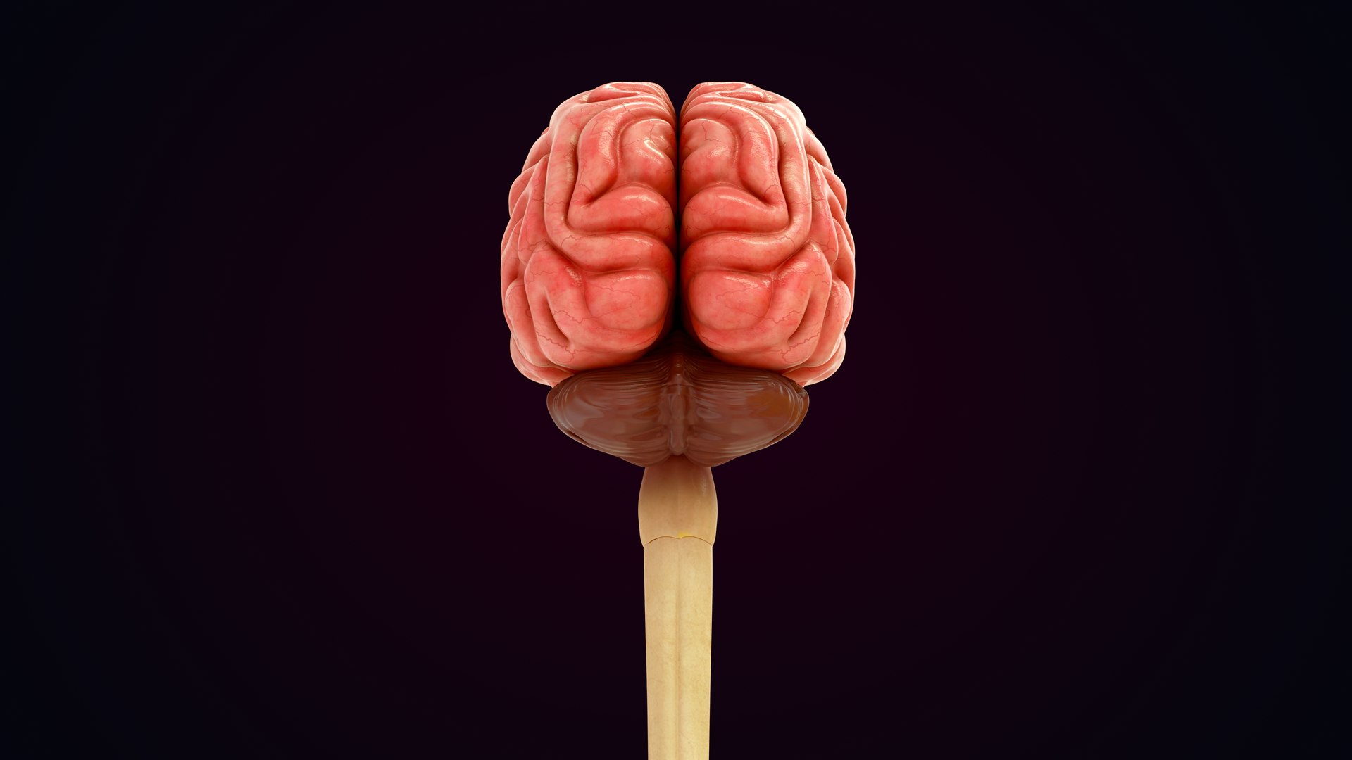 Human Natural Body With Nervous System With Brain 3D model https://p.turbosquid.com/ts-thumb/AK/OoYXtG/Fz/nervoussystemwithbrain_0022/jpg/1660717091/1920x1080/fit_q87/c8b57d9eb3e09e5754263a7f180cdf7b8d62a53b/nervoussystemwithbrain_0022.jpg
