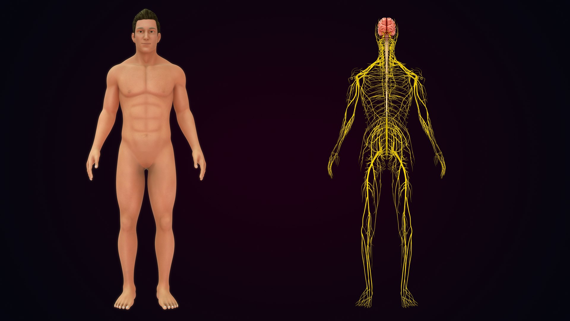 Human Natural Body With Nervous System With Brain 3D model https://p.turbosquid.com/ts-thumb/AK/OoYXtG/KW/nervoussystemwithbrain_0032/jpg/1660717097/1920x1080/fit_q87/8050b74fc33e4f38987c42474b5e32970f2a51a0/nervoussystemwithbrain_0032.jpg