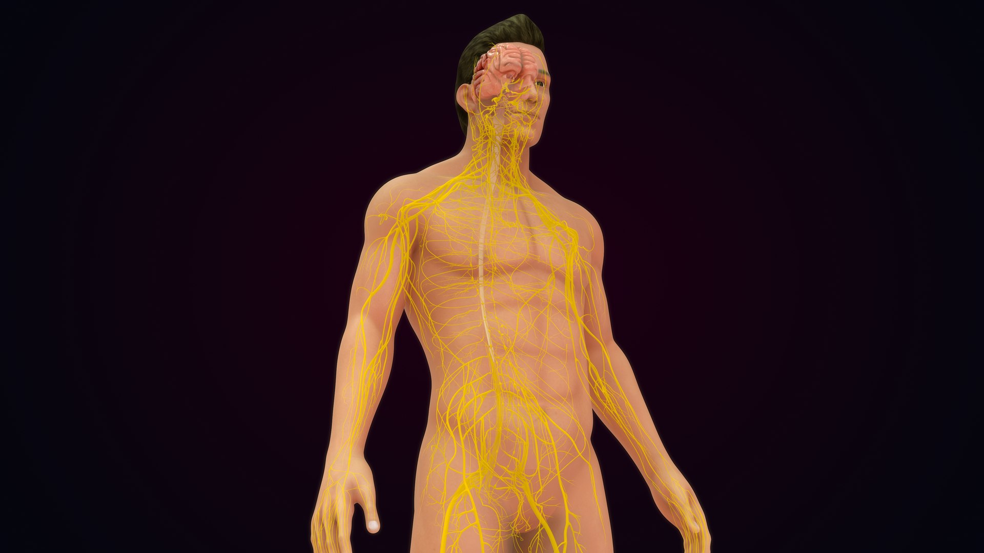 Human Natural Body With Nervous System With Brain 3D model https://p.turbosquid.com/ts-thumb/AK/OoYXtG/L5/nervoussystemwithbrain_0015/jpg/1660717085/1920x1080/fit_q87/c54a9aa28001049cb67631dac437bf611528ac53/nervoussystemwithbrain_0015.jpg