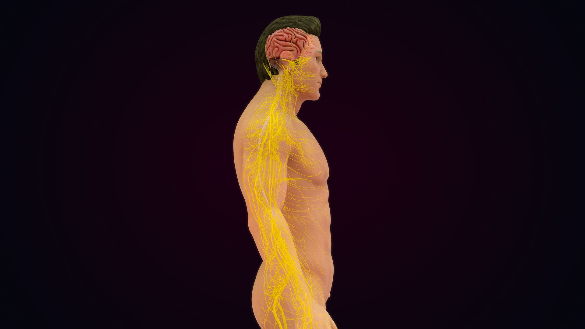Human Natural Body With Nervous System With Brain 3D model https://p.turbosquid.com/ts-thumb/AK/OoYXtG/MP/nervoussystemwithbrain_0020/jpg/1660717087/1920x1080/fit_q87/359ad5c283ff1ccbc2a81a2e7d4d6489d6e31afd/nervoussystemwithbrain_0020.jpg