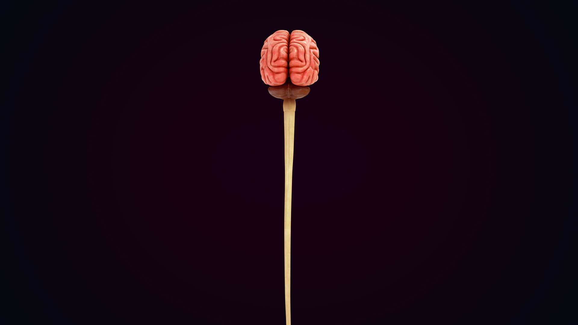 Human Natural Body With Nervous System With Brain 3D model https://p.turbosquid.com/ts-thumb/AK/OoYXtG/RX/nervoussystemwithbrain_0030/jpg/1660717096/1920x1080/fit_q87/bdbe95da5e2e5aea6412fbab36c8ed08e08e1fc6/nervoussystemwithbrain_0030.jpg