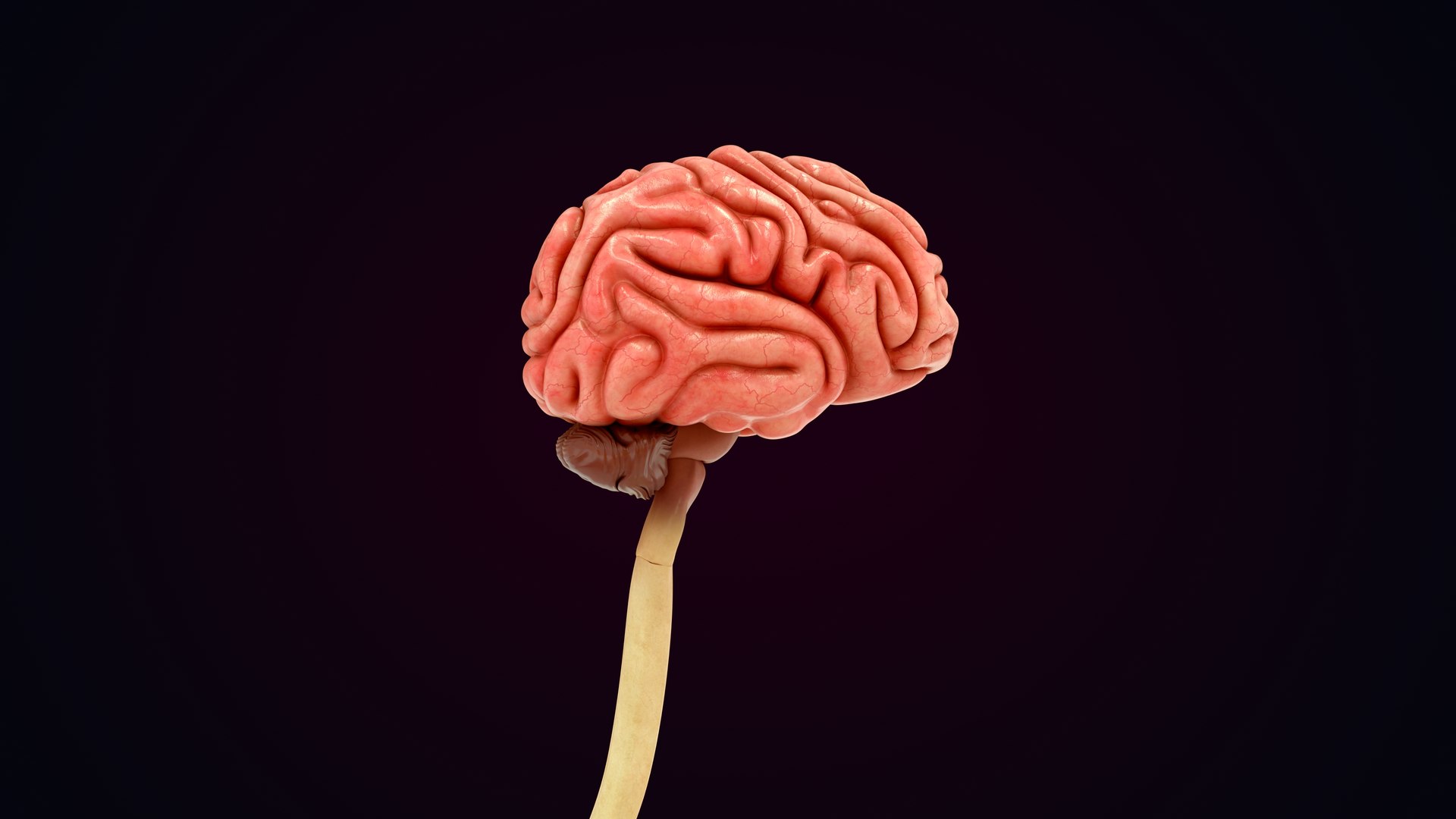 Human Natural Body With Nervous System With Brain 3D model https://p.turbosquid.com/ts-thumb/AK/OoYXtG/Xy/nervoussystemwithbrain_0025/jpg/1660717089/1920x1080/fit_q87/663792a3592793e3678c9e9274b143ca894c2602/nervoussystemwithbrain_0025.jpg