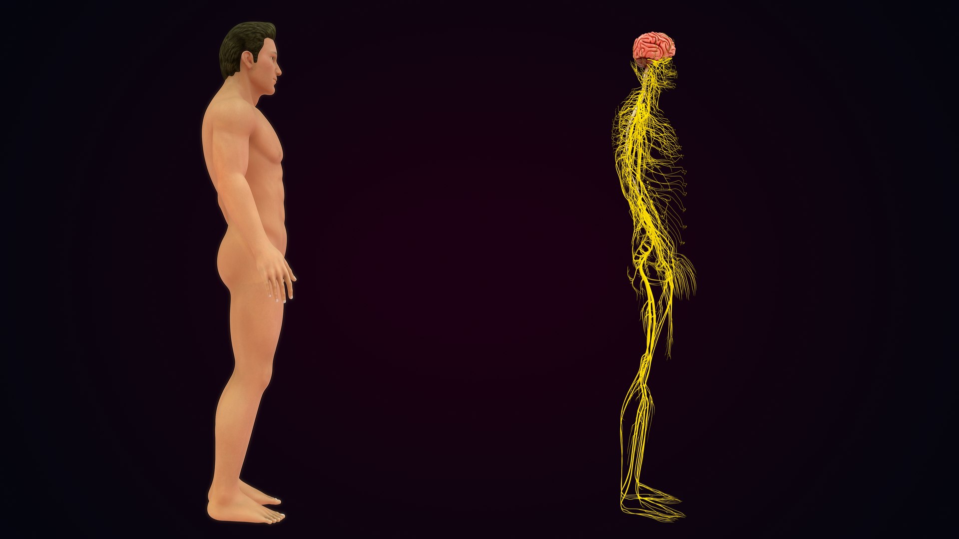 Human Natural Body With Nervous System With Brain 3D model https://p.turbosquid.com/ts-thumb/AK/OoYXtG/az/nervoussystemwithbrain_0033/jpg/1660717099/1920x1080/fit_q87/5f7285e02090338954820d846b74a92e34053825/nervoussystemwithbrain_0033.jpg