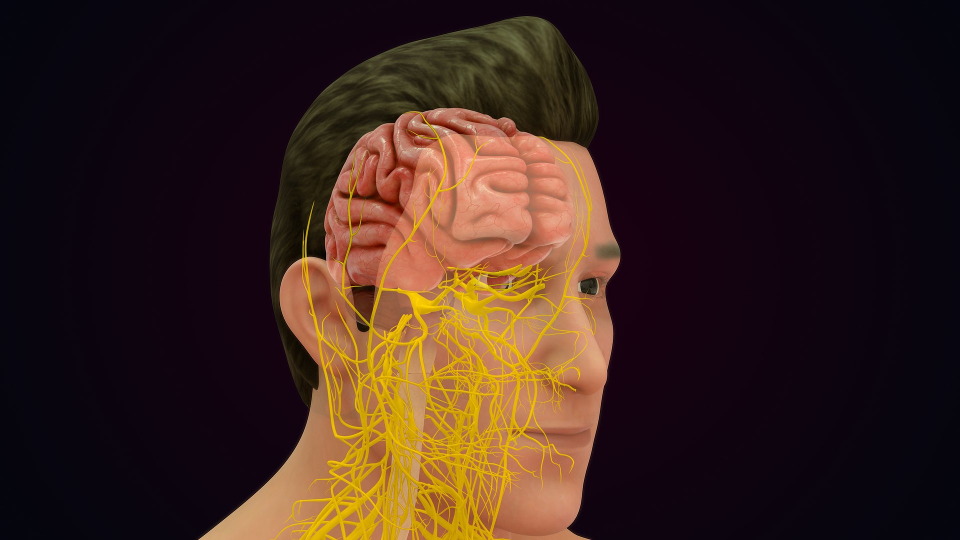 Human Natural Body With Nervous System With Brain 3D model https://p.turbosquid.com/ts-thumb/AK/OoYXtG/co/nervoussystemwithbrain_0012/jpg/1660717080/1920x1080/fit_q87/232c31ef2c9ba0506523f19b942c2280da022cf9/nervoussystemwithbrain_0012.jpg