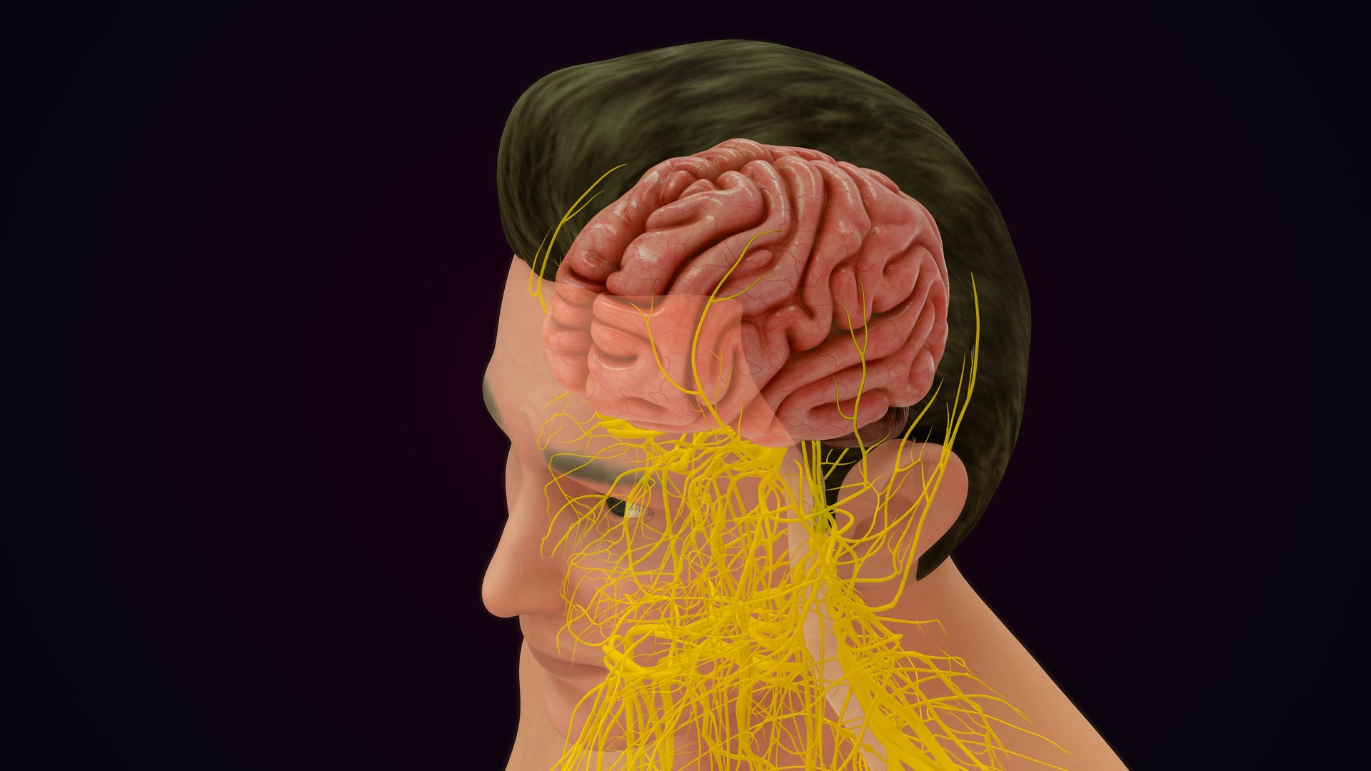 Human Natural Body With Nervous System With Brain 3D model https://p.turbosquid.com/ts-thumb/AK/OoYXtG/gM/nervoussystemwithbrain_0016/jpg/1660717083/1920x1080/fit_q87/82ed606c2a66a4923ee9d4b7fcf66d7dfa2766de/nervoussystemwithbrain_0016.jpg
