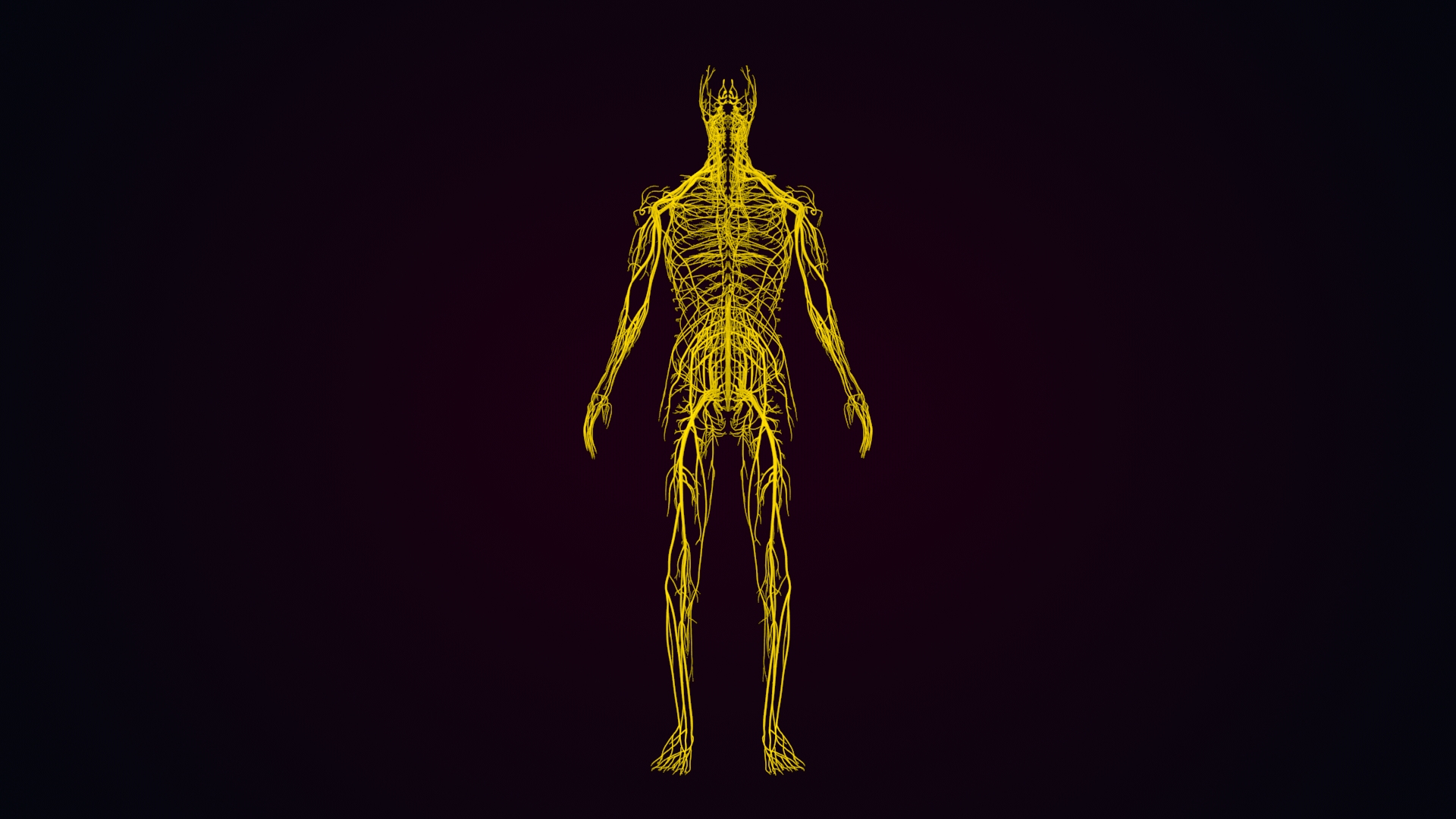 Human Natural Body With Nervous System With Brain 3D model https://p.turbosquid.com/ts-thumb/AK/OoYXtG/nr/nerves/jpg/1660717448/1920x1080/turn_fit_q99/53497fe9b66cf70127dbff4a33604cb99d0a2608/nerves-1.jpg