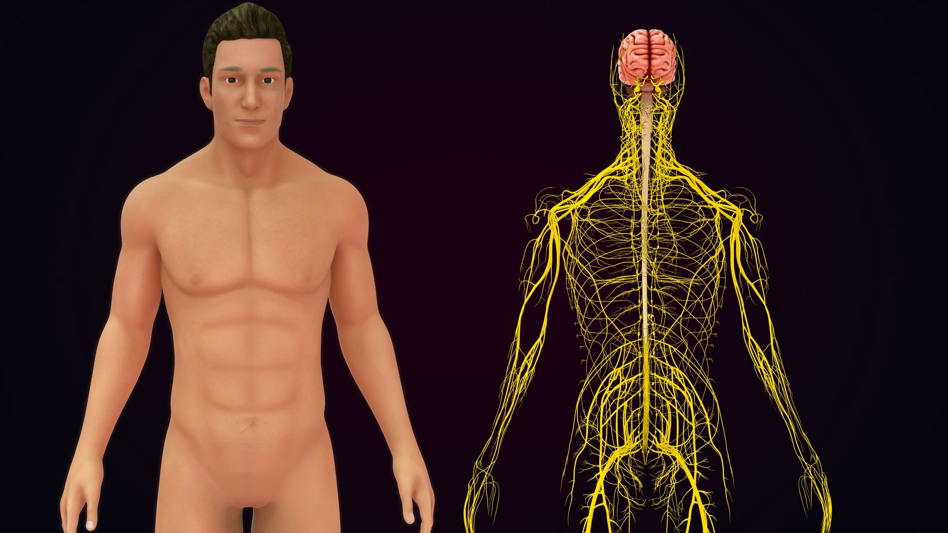 Human Natural Body With Nervous System With Brain 3D model https://p.turbosquid.com/ts-thumb/AK/OoYXtG/ok/nervoussystemwithbrain_0035/jpg/1660717100/1920x1080/fit_q87/15974c9c54fc9a4c0cd23bb372986ba885b19f26/nervoussystemwithbrain_0035.jpg