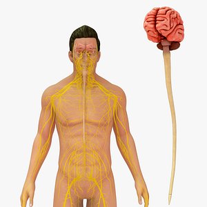 Human Natural Body With Nervous System With Brain