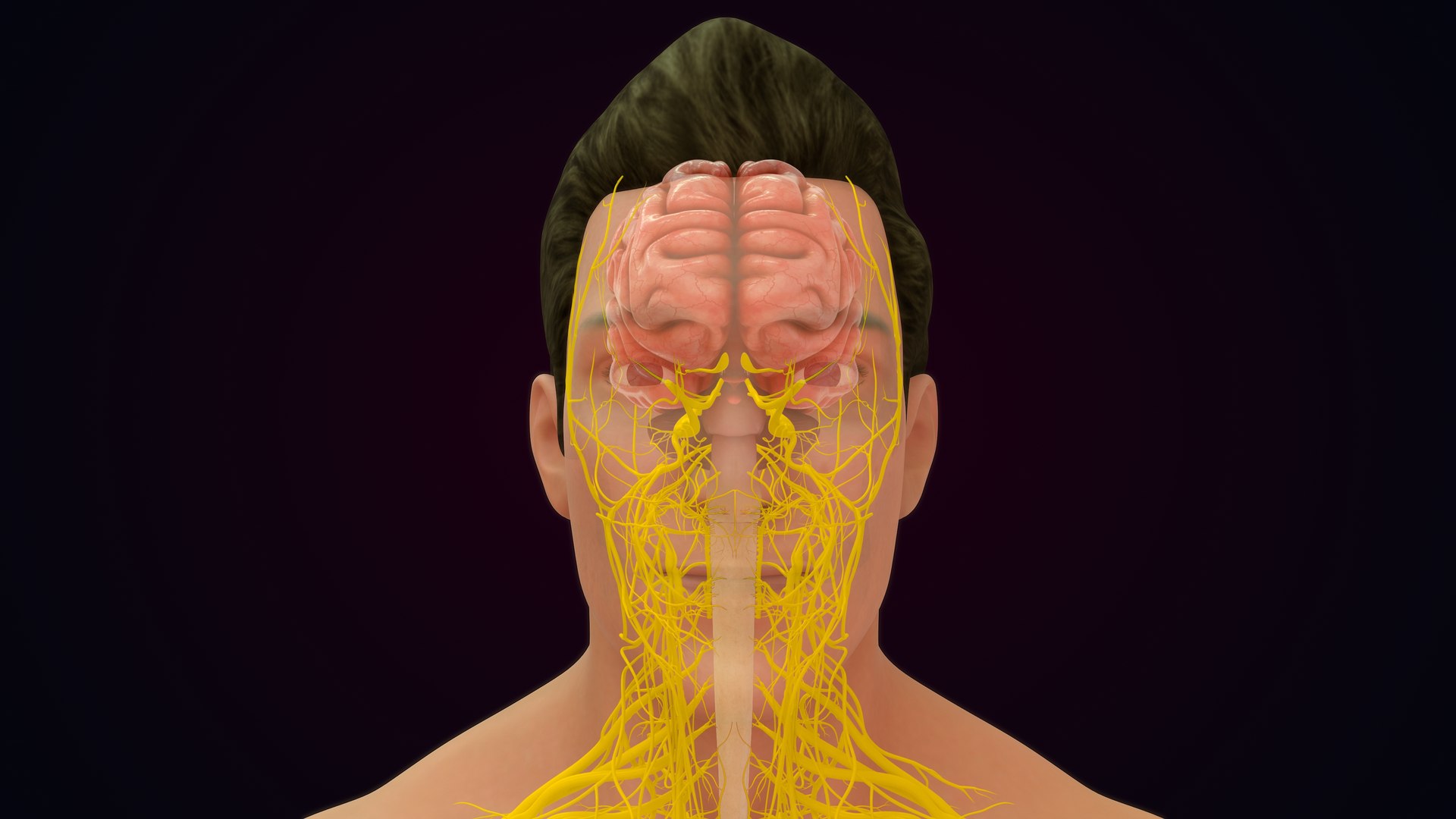 Human Natural Body With Nervous System With Brain 3D model https://p.turbosquid.com/ts-thumb/AK/OoYXtG/sB/nervoussystemwithbrain_0011/jpg/1660717073/1920x1080/fit_q87/184148a801a488f7f83ea8b09607b1ee810798ac/nervoussystemwithbrain_0011.jpg
