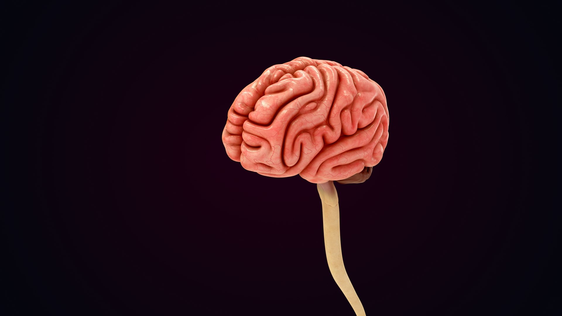 Human Natural Body With Nervous System With Brain 3D model https://p.turbosquid.com/ts-thumb/AK/OoYXtG/to/nervoussystemwithbrain_0028/jpg/1660717095/1920x1080/fit_q87/5ffe26eeececcec5ca8a7c81cb362d0e8d2864b2/nervoussystemwithbrain_0028.jpg