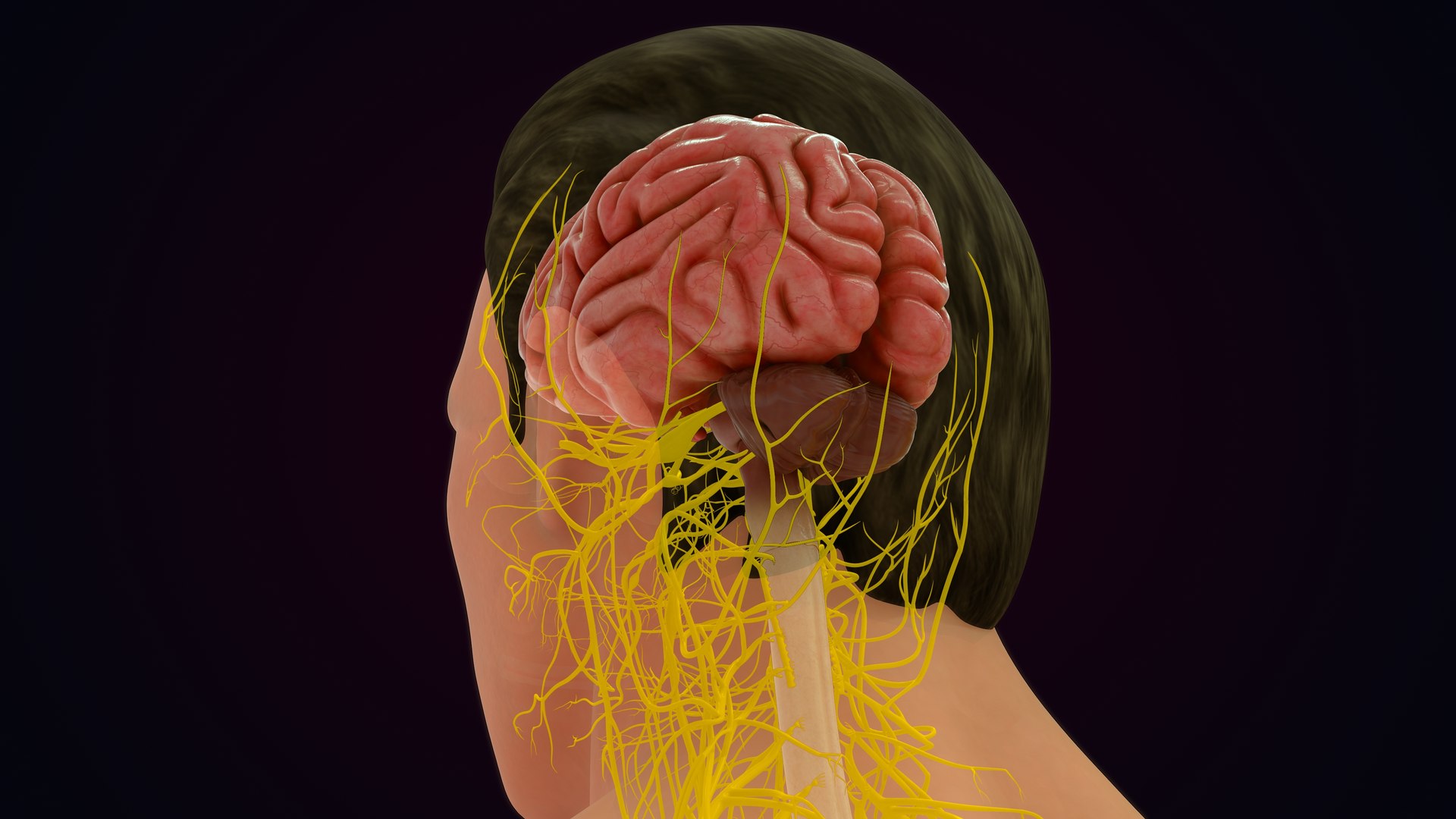 Human Natural Body With Nervous System With Brain 3D model https://p.turbosquid.com/ts-thumb/AK/OoYXtG/xo/nervoussystemwithbrain_0017/jpg/1660717083/1920x1080/fit_q87/60ea21e08e7323f355045bf23f42629ce093774d/nervoussystemwithbrain_0017.jpg