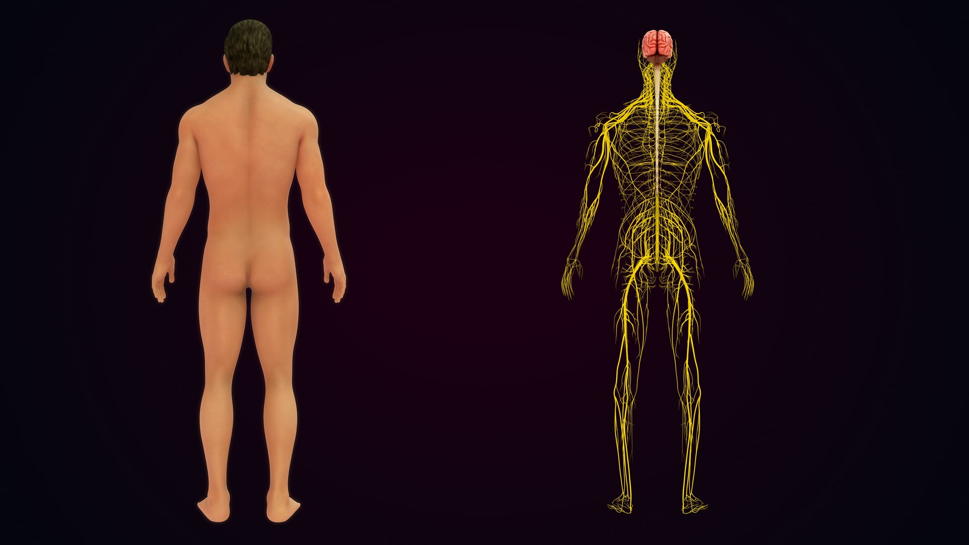 Human Natural Body With Nervous System With Brain 3D model https://p.turbosquid.com/ts-thumb/AK/OoYXtG/xy/nervoussystemwithbrain_0034/jpg/1660717099/1920x1080/fit_q87/dad746a0be22f4d83915e081b9c08903c35ca1dd/nervoussystemwithbrain_0034.jpg