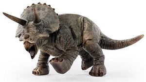 Triceratops
