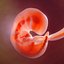 Human embryo development animation 3D model