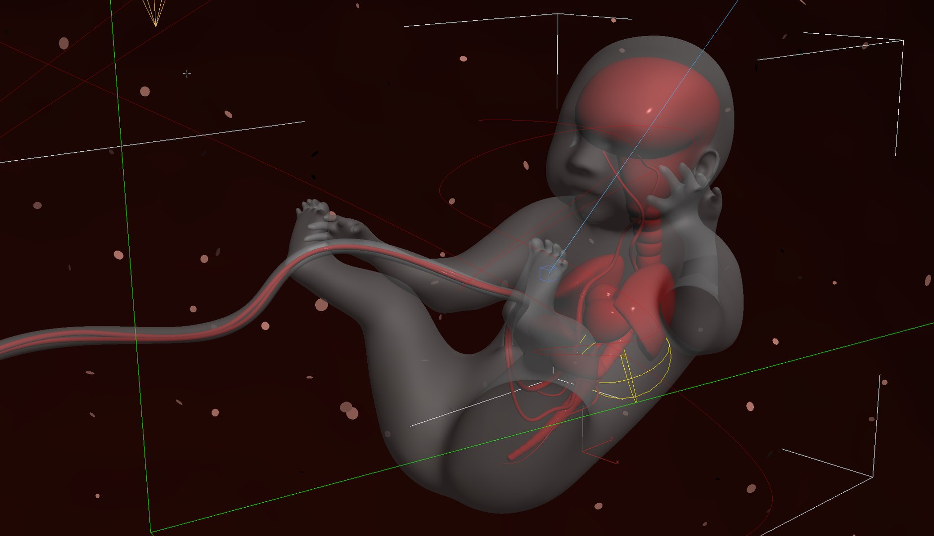 Human embryo development animation 3D model https://p.turbosquid.com/ts-thumb/AK/XmYa3t/CI/wire5/png/1648218050/1920x1080/fit_q87/3f3017479415727823da0f08c7472c38d97c2a3c/wire5.jpg