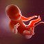 Human embryo development animation 3D model