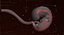 Human embryo development animation 3D model