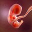 Human embryo development animation 3D model