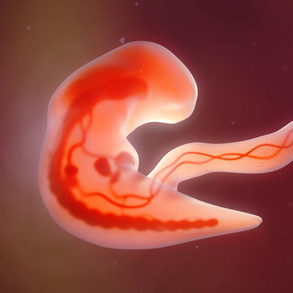 Human embryo development animation 3D model - TurboSquid 1872991