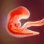 Human embryo development animation 3D model