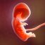 Human embryo development animation 3D model